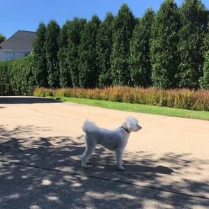 Meet your Posher, Ravi